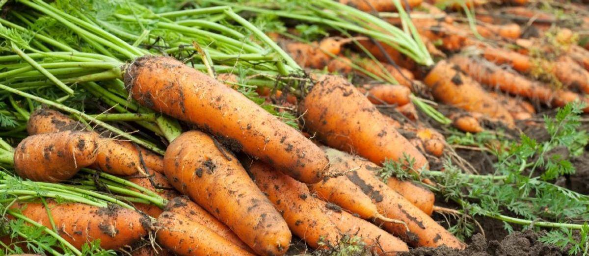 organic grown carrots