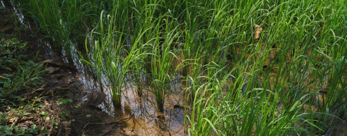 Irrigation in a rice field 