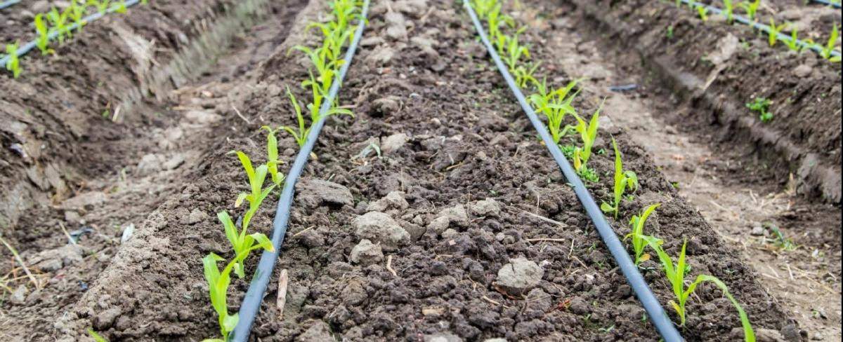 Drip irrigation system in a corn field 