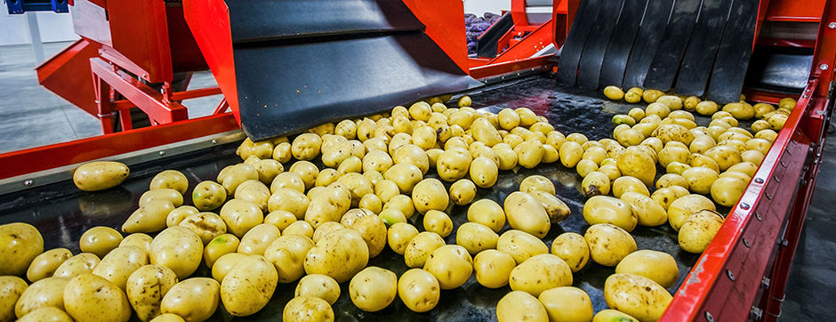Food Processing Potato