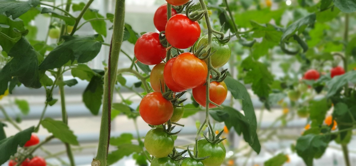 Colorful tomatoes(vegetables and fruits) are growing in indoor farm/vertical farm.