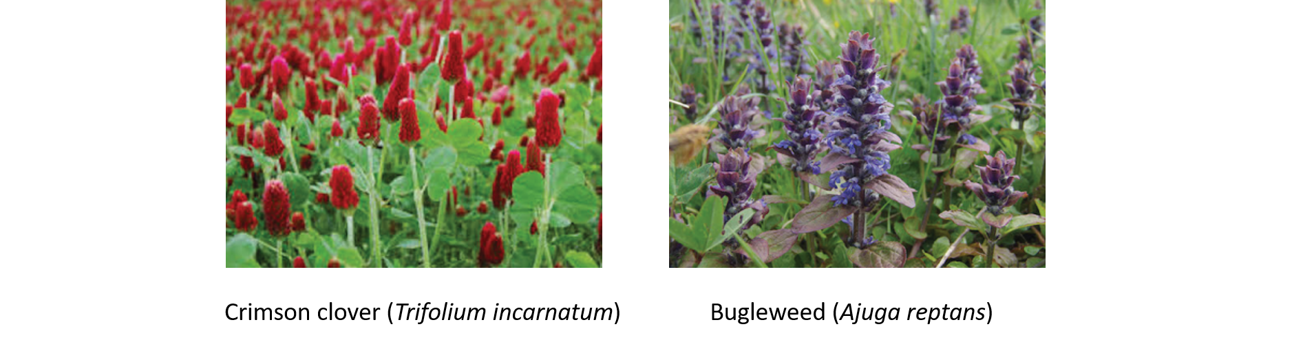 2-Spring-flowering beneficial attracting plants