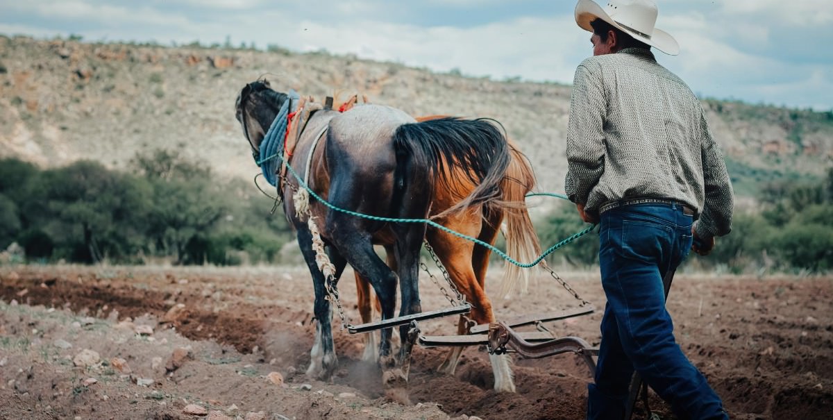 Farmer working with horses at his farm