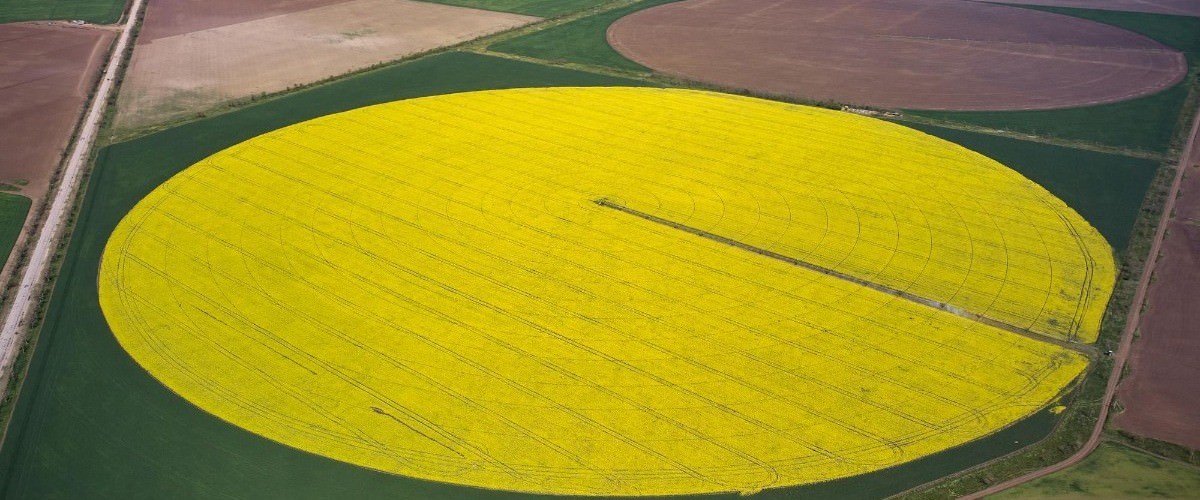 Center pivot irrigation system on a yellow rapeseed field aerial top view