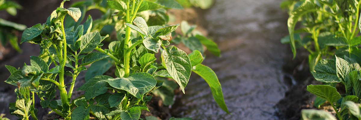 Potato plants planted in rows, furrow irrigation