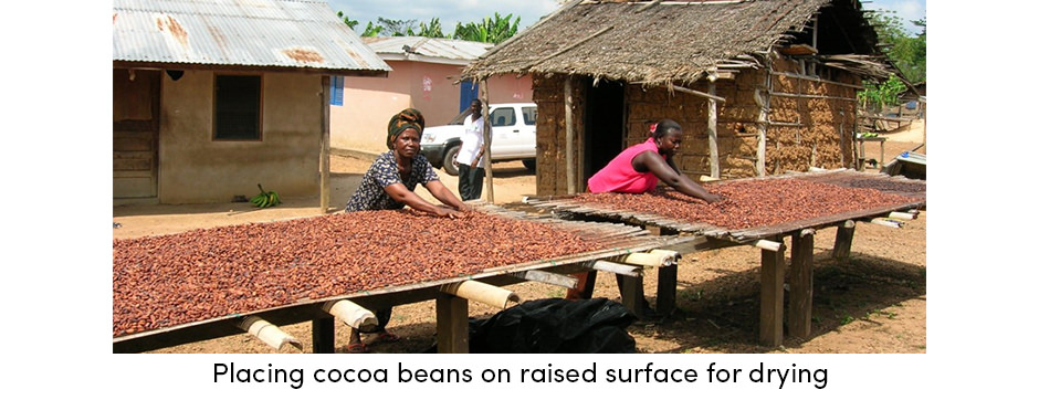 Cocoa Beans Drying