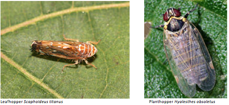 LeaftHopper PlantHopper