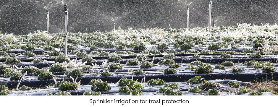 Sprinkler Irrigation for Frost Protection