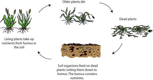 Diagram of organic matter in soil and its formation 