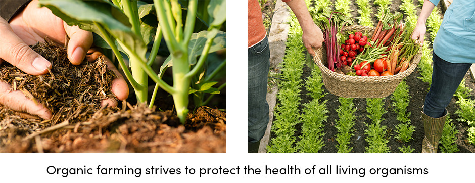 manual planting of crops and harvest collected in a woven basked 
