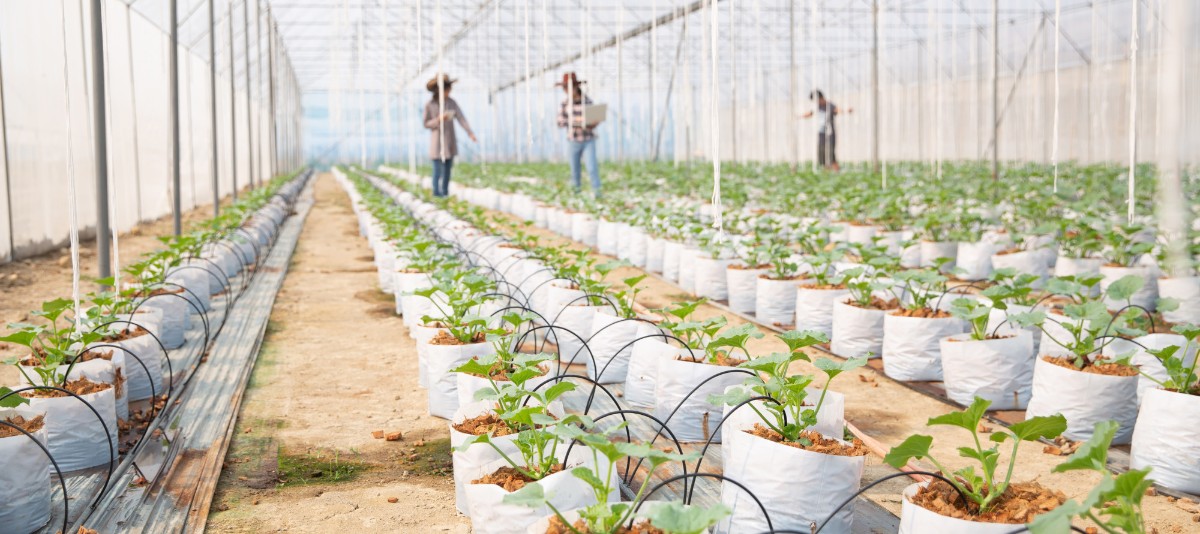 Melons plantation with workers, irrigation, farmers