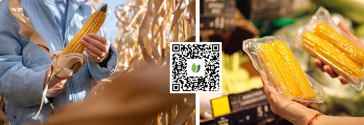 Traceability QR code corn