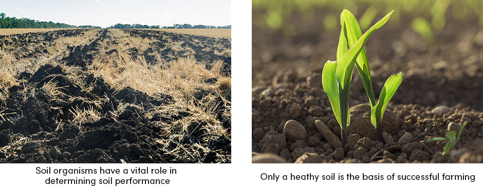 6 Soil Performance Indicators That Will Boost Yield_1