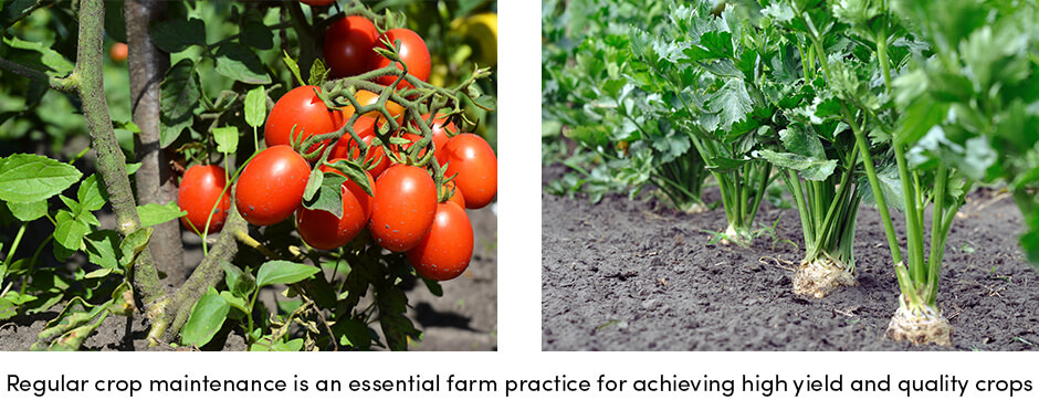 how-can-regular-crop-maintenance-provide-stable-yields1