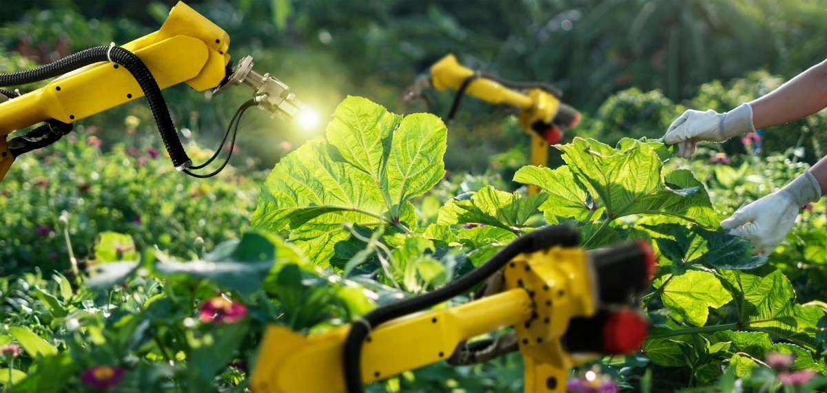 Smart robotics analysis leaf and foliar fertilization and pollination of vegetables