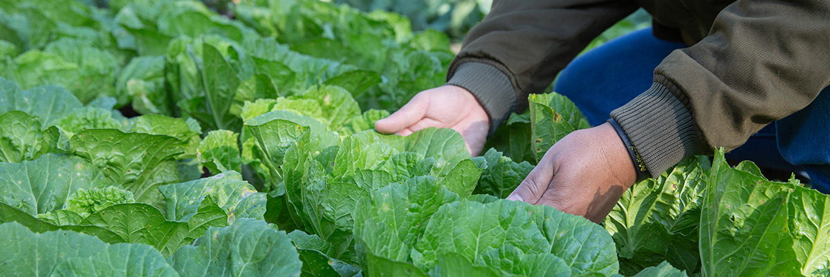 Organic Farming Nature