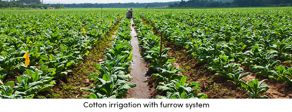 Cotton-Irrigation