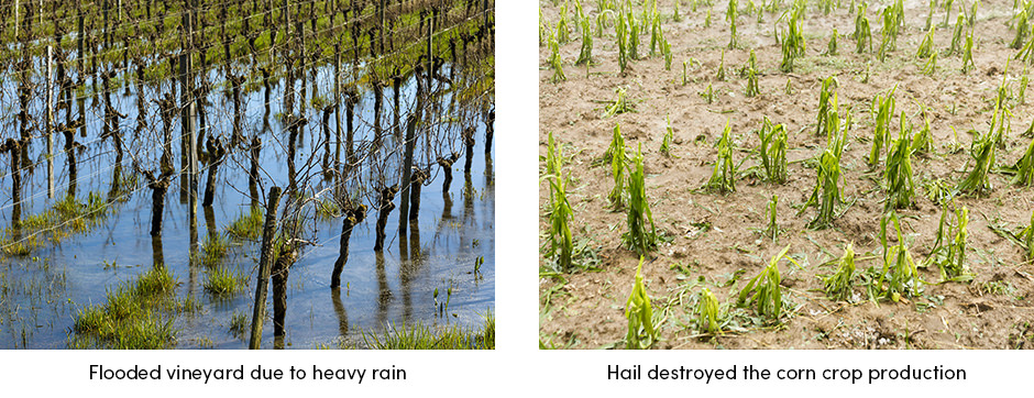 Turnkey Solution for Digital Agriculture2