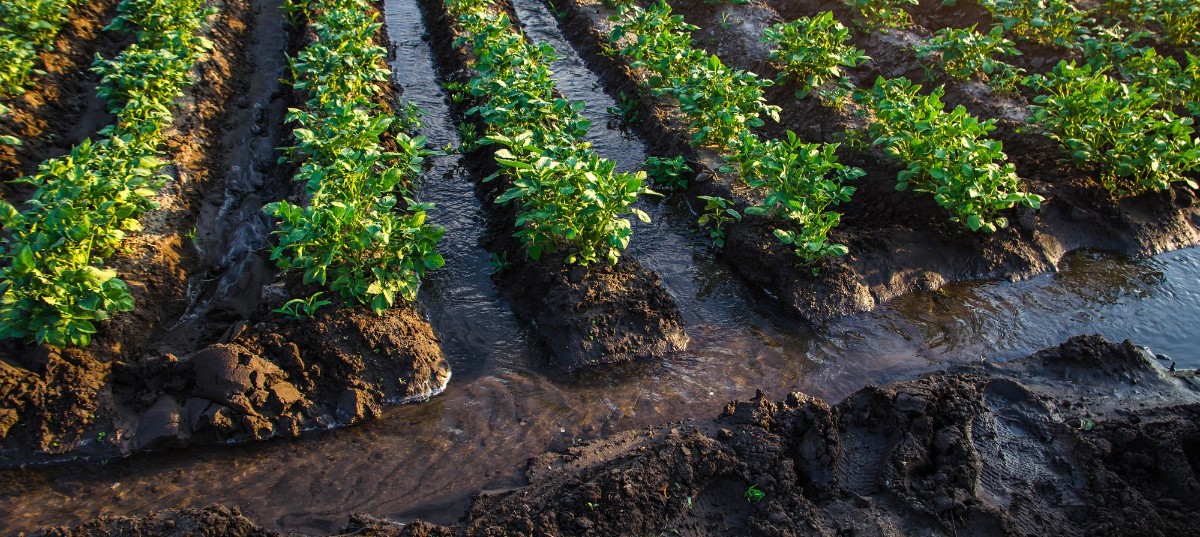 Plantation water flow control water flows through canals european farming agriculture agronomy