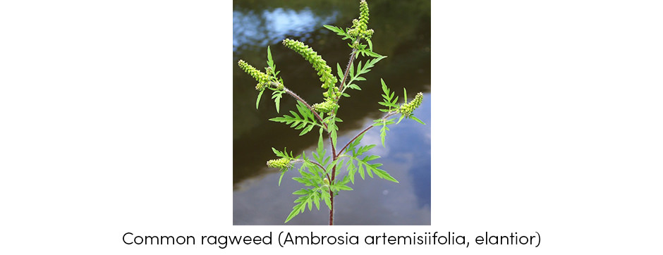 Common rogweed