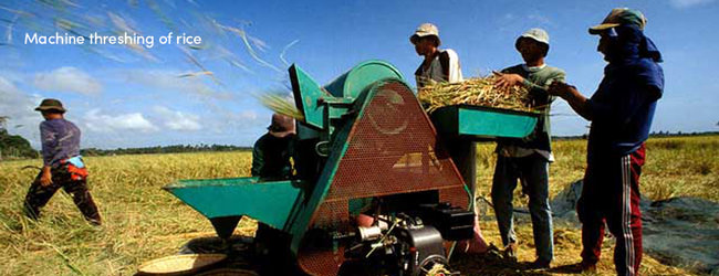 Rice threshing machine