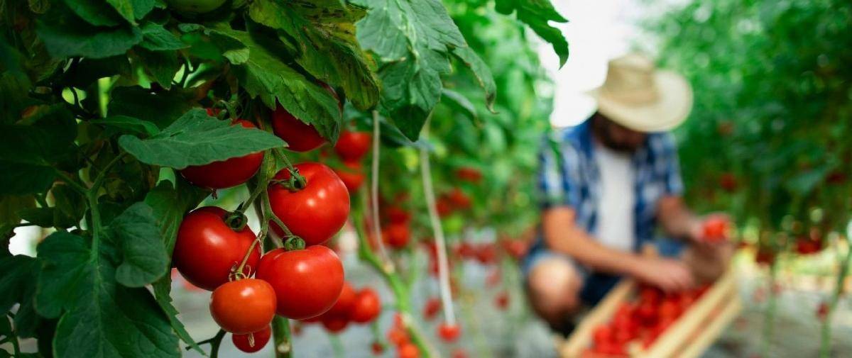 tomato farm with a farmer collecting products 