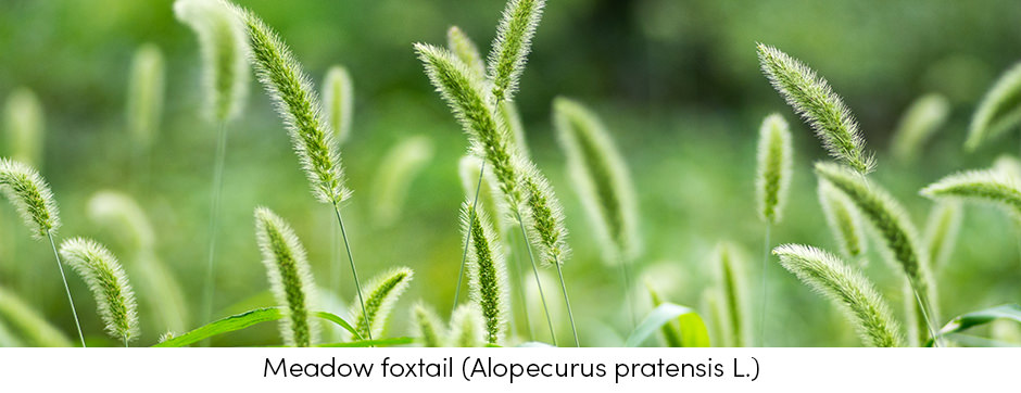Meadow Foxtail