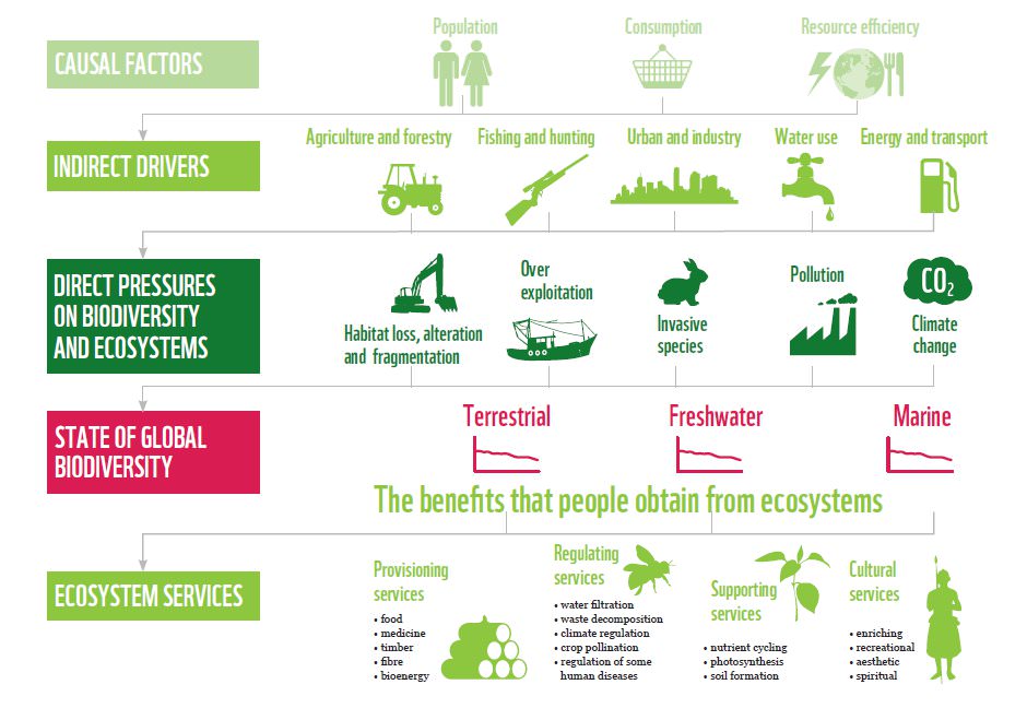 The threats to biodiversity