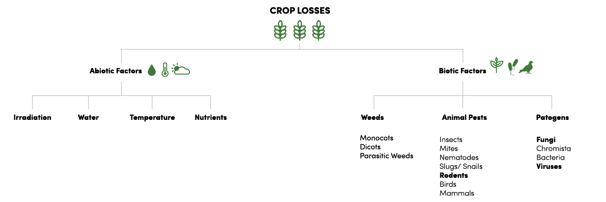 Crop loss vine graphic derived to factors of crop loss. Abiotic factors. Biotic factors. 