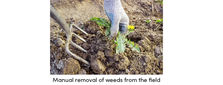 how-can-regular-crop-maintenance-provide-stable-yields2