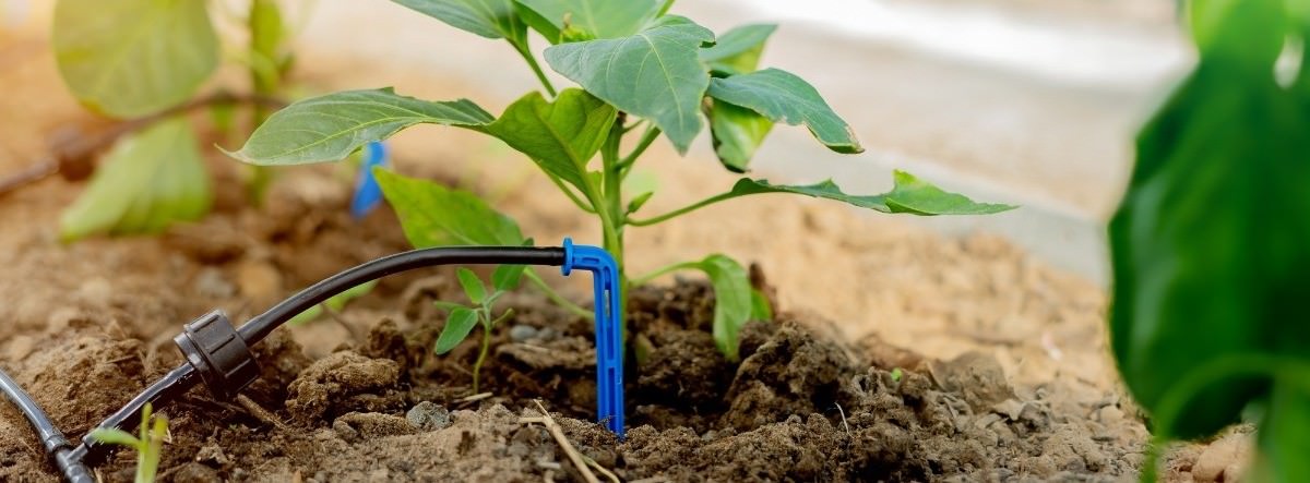 Drip irrigation in the greenhouse for peppers close-up.