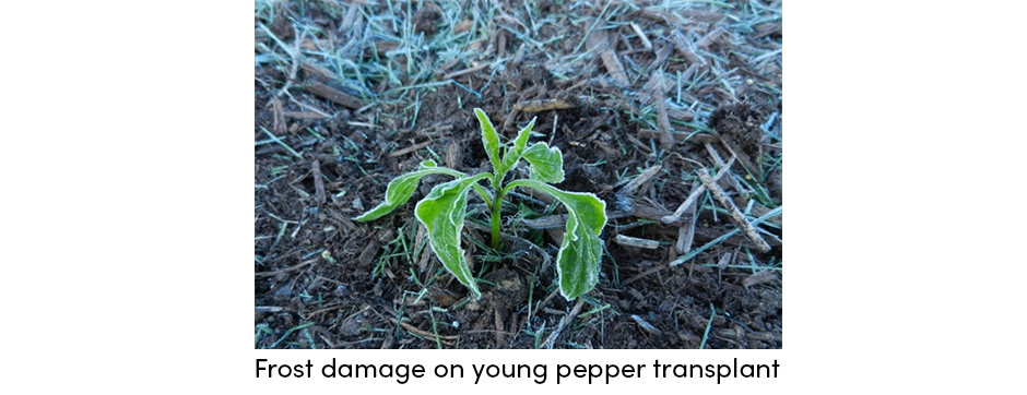 Pepper Frost Damage