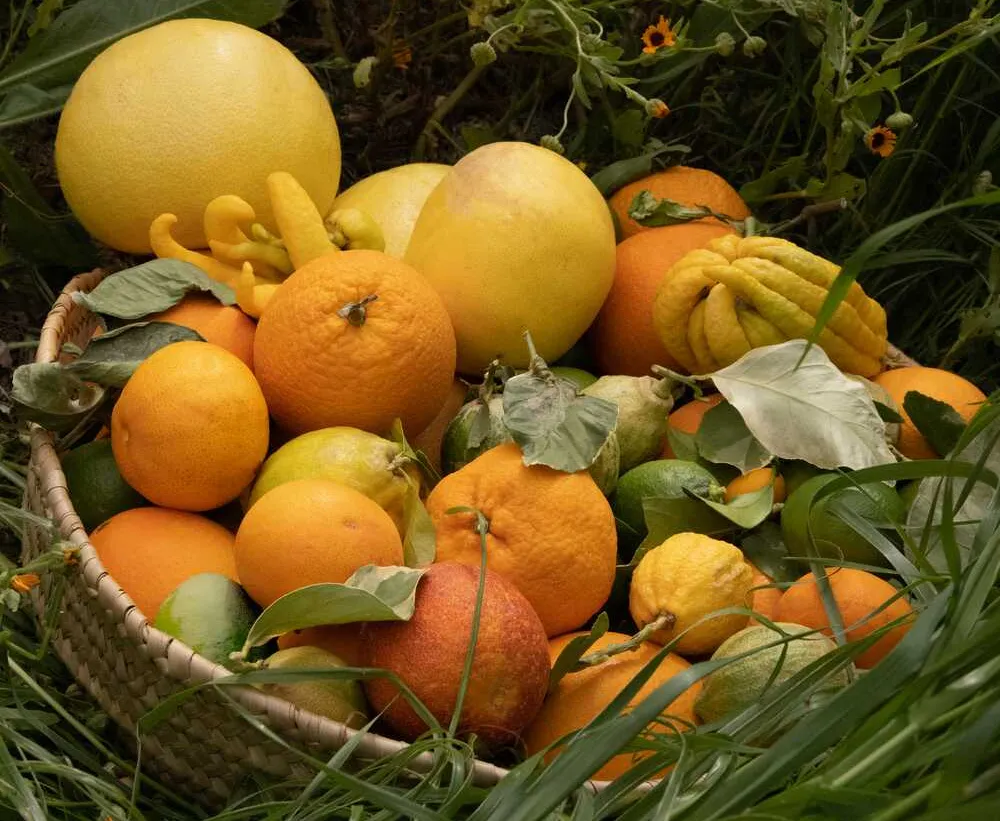 A basket of citrus fruits in the grass