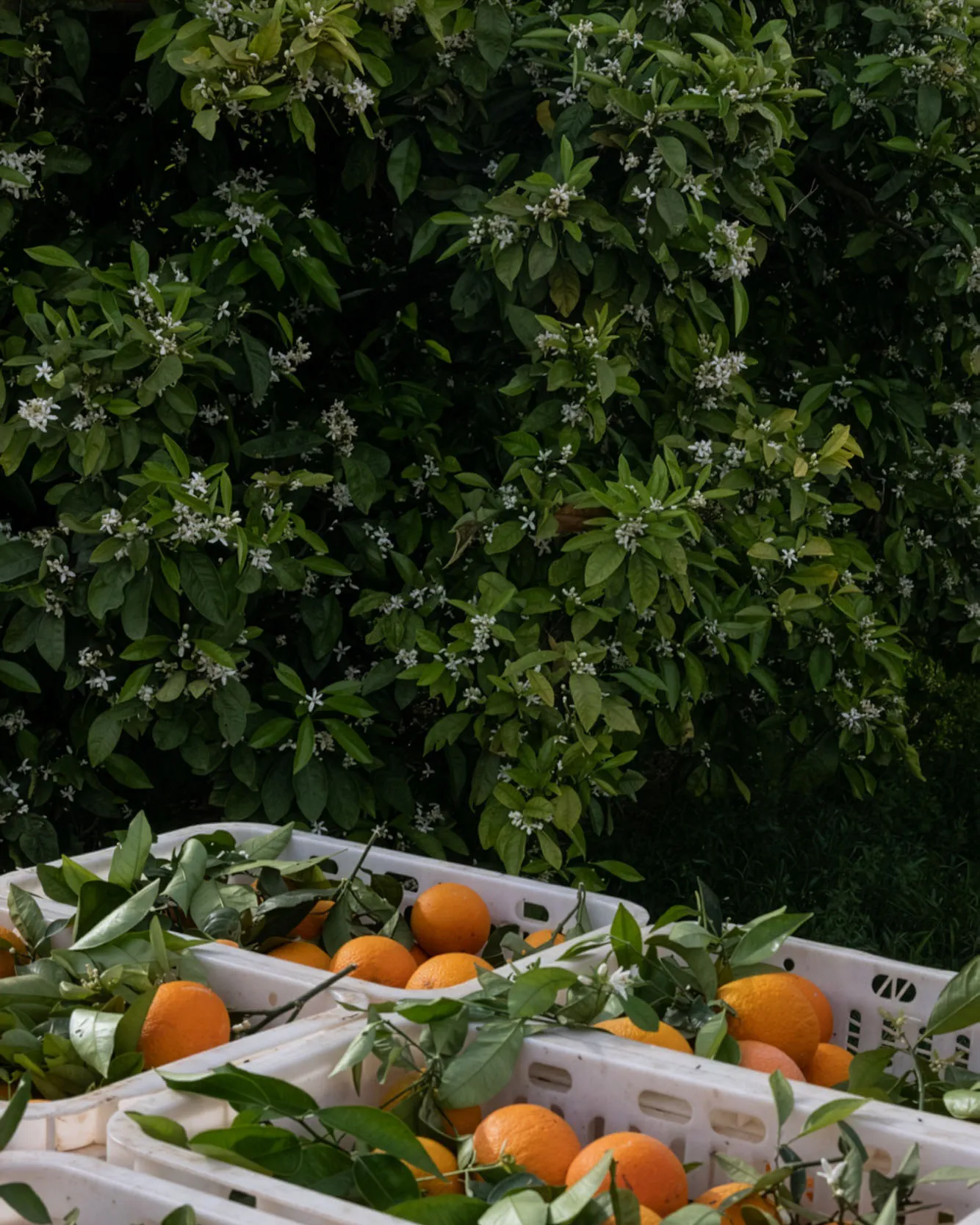 Orange grove