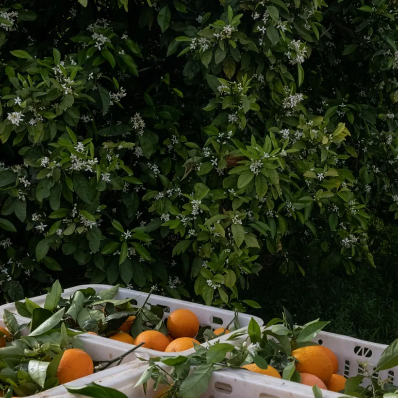 Orange grove