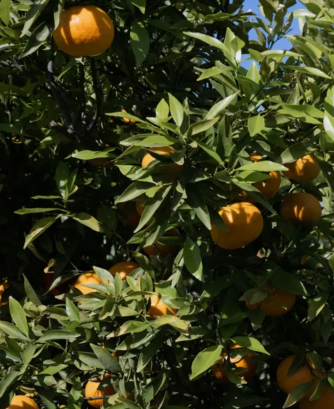 Sunlit orange tree with clusters of ripe fruit
