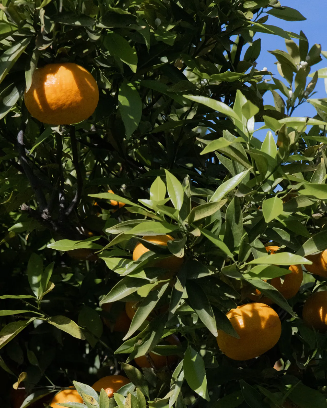 Orange tree in a sunny orange grove