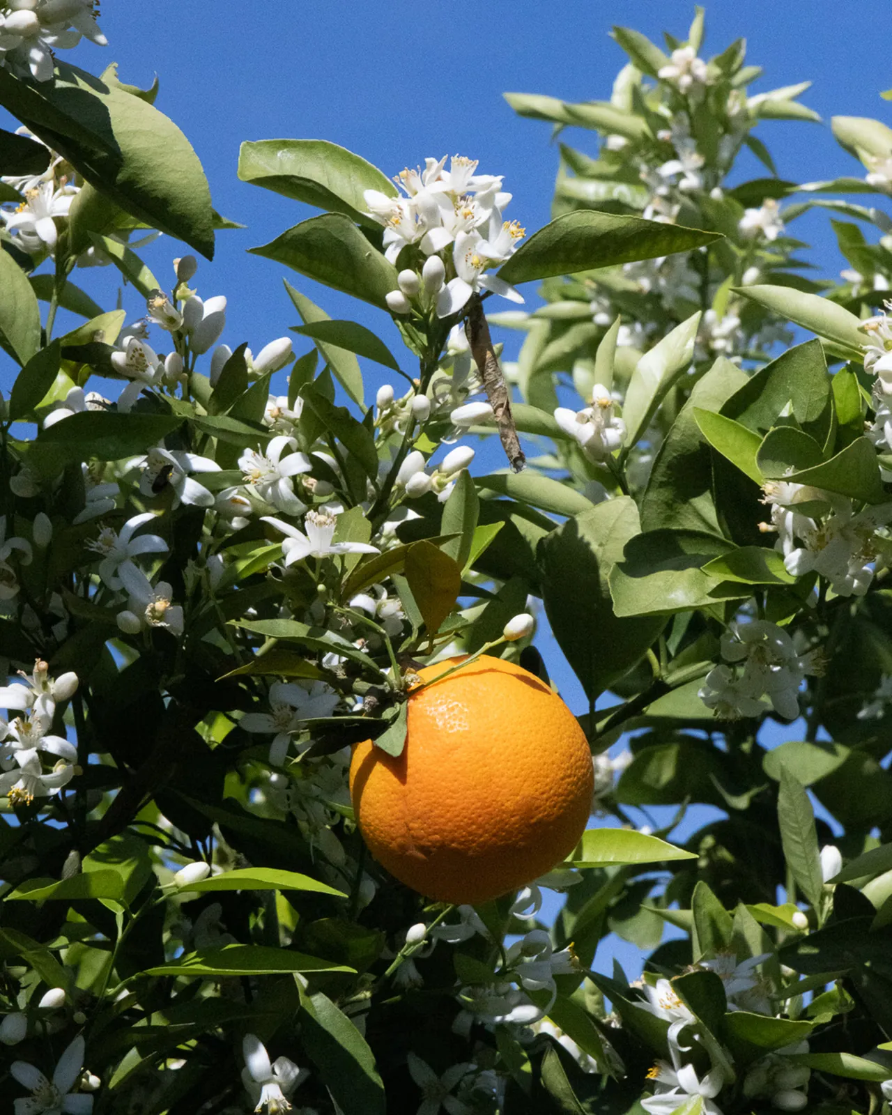 Orange tree with blossoms in front of a blue sky