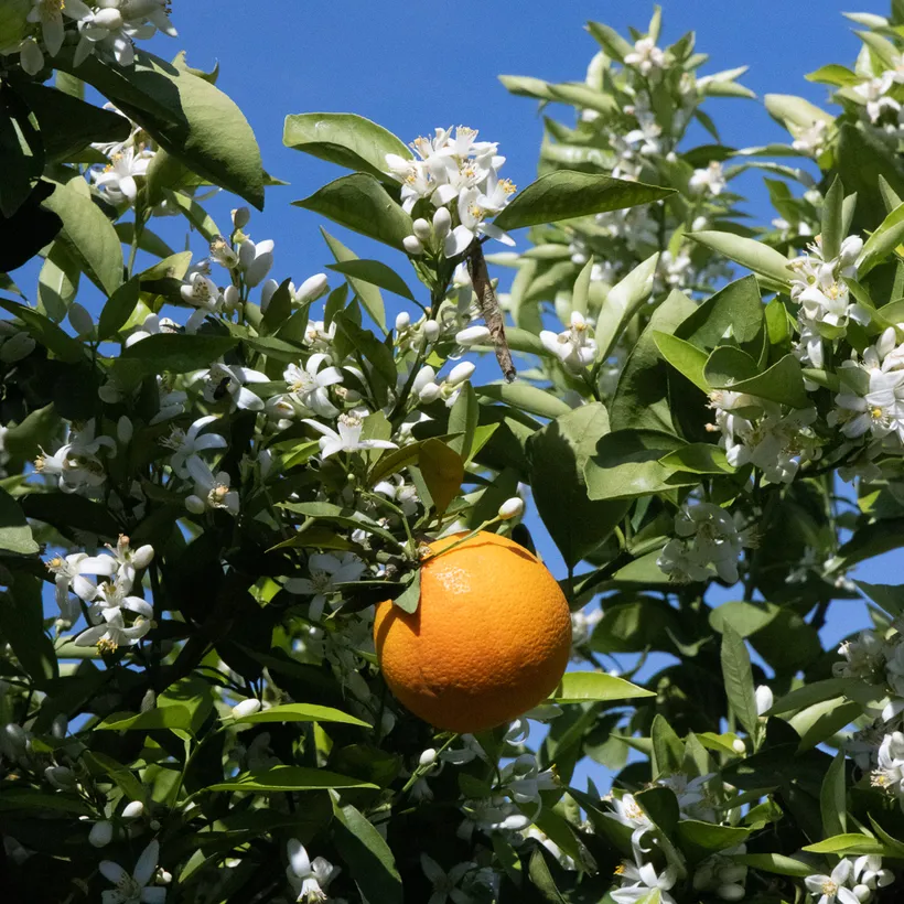 Orange tree with blossoms in front of a blue sky