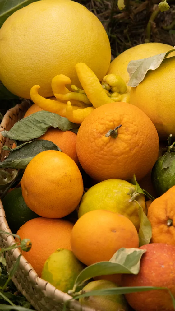 Basket filled with assorted citrus fruits, including grapefruits, oranges, lemons, and limes, with leaves and a distinctive Buddha’s hand fruit.