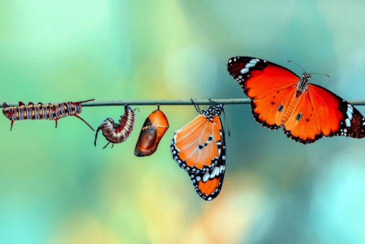 Life Of A Butterfly
