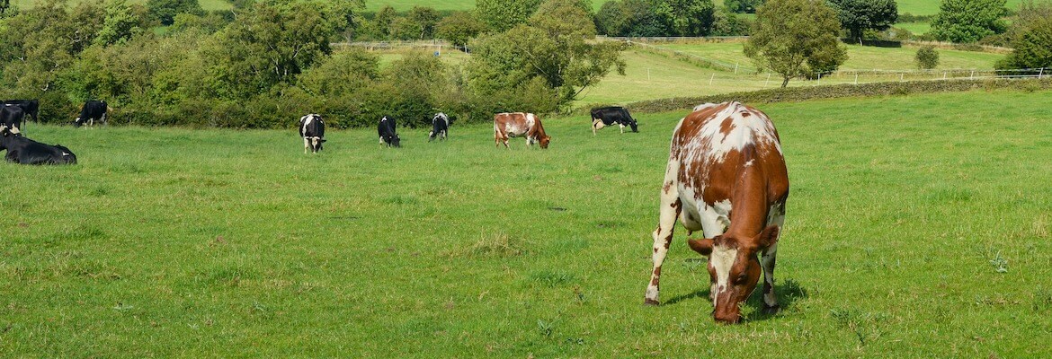 Fonterra