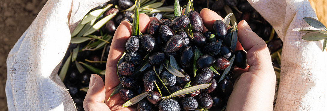 California Olive Ranch Case Study