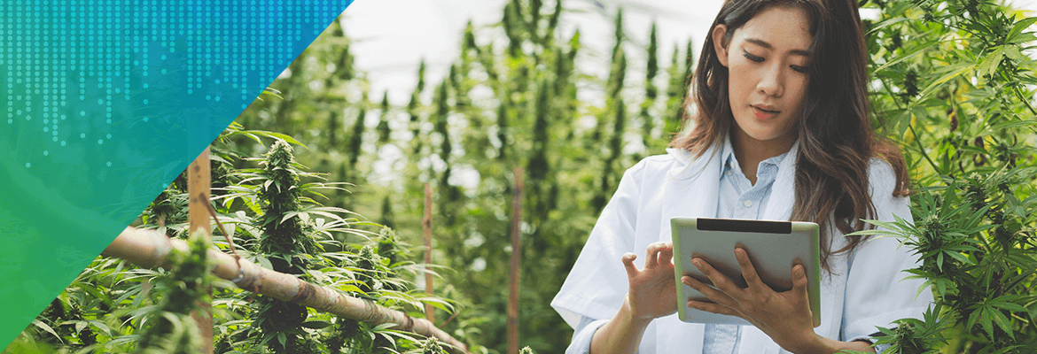 Analytics in Emerging Industries: Why ‘Building’ was the Wrong Move for a Cannabis Startup
