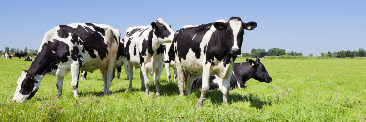 Ceva Santé Animale