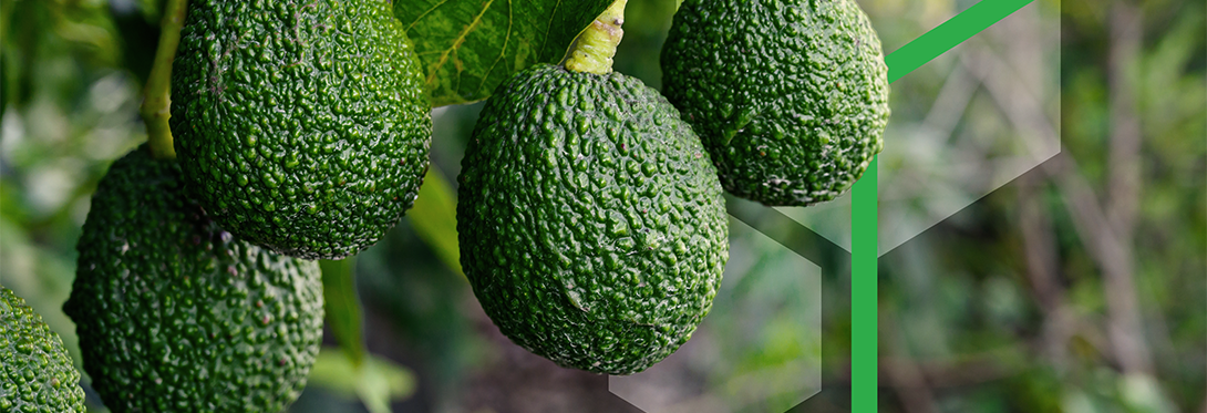 Mission Produce Case Study