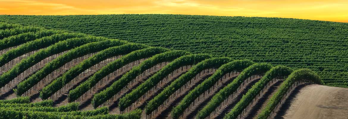 Honig Vineyard and Winery