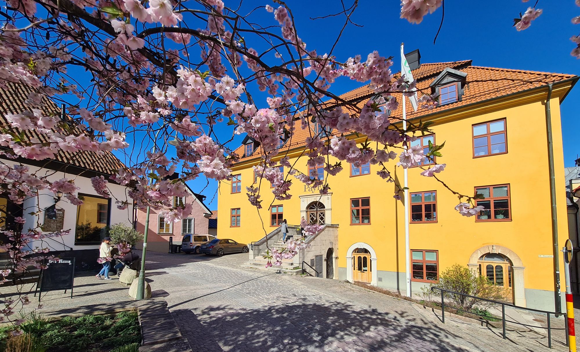 Gula byggnader med rosa körsbärsblommor i förgrunden på en klarblå himmel. Två personer går på en kullerstensgata.