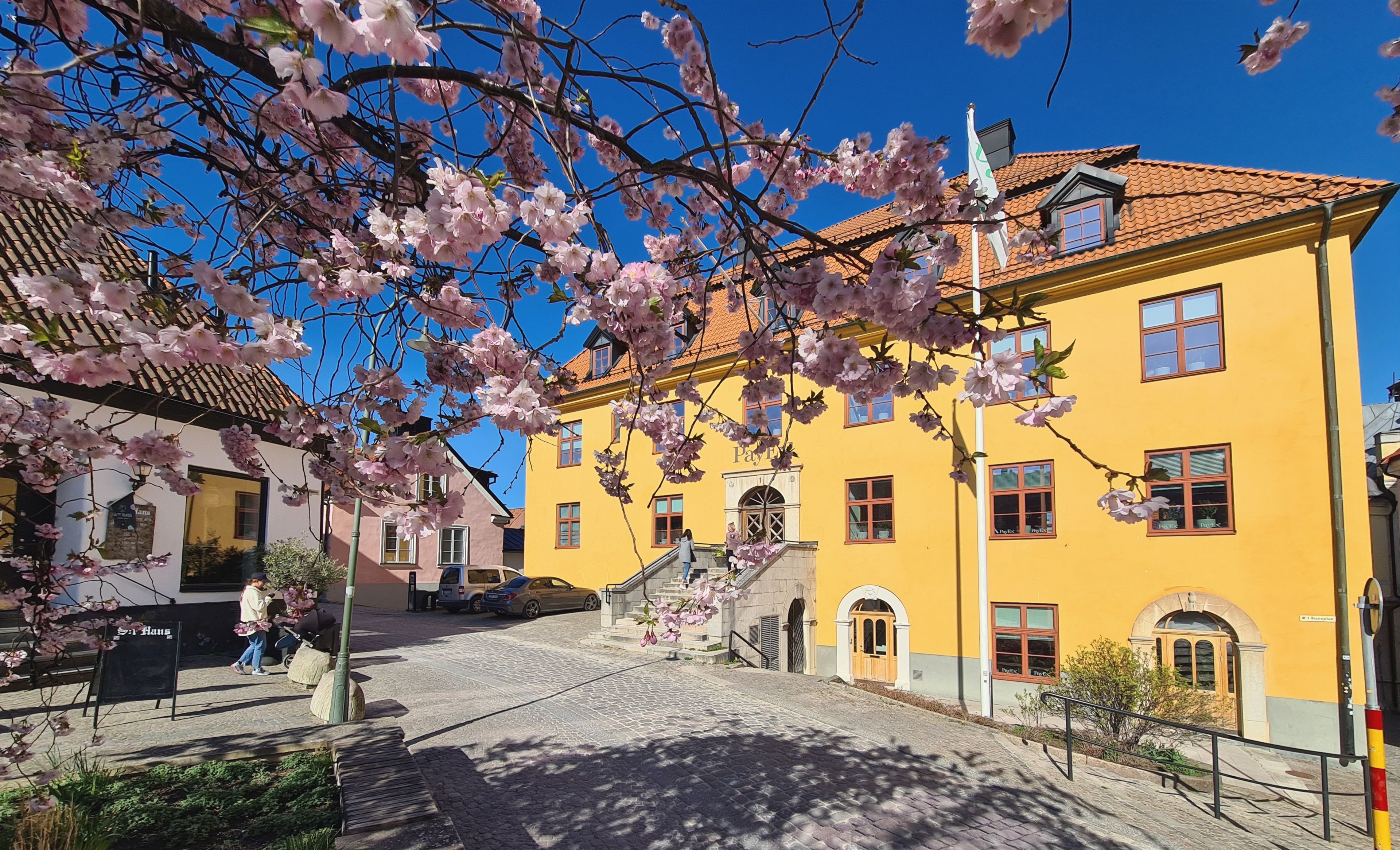 Gul byggnad med tegeltak omgiven av körsbärsblommor. Klarblå himmel och stengata i förgrunden.