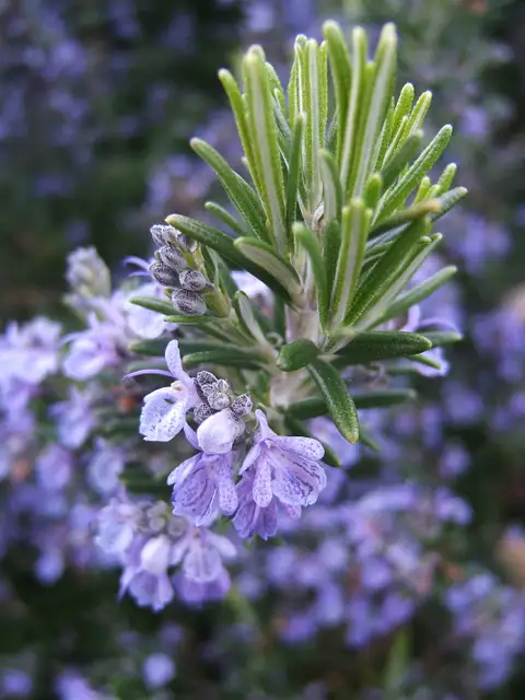 Rosemary shown in a temporary reference photo.